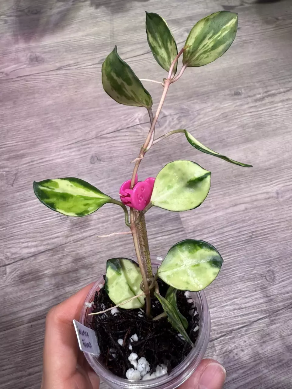 plant/Hoya Lacunosa Minara-0