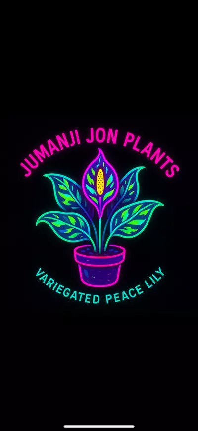 plant/Variegated Peace Lily Rooted Plug-0-thumbnail