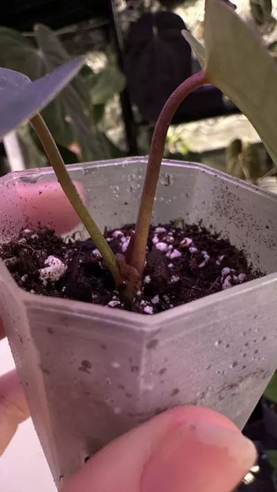 plant/(Crystal x mag) X (Papi Mag X BWM)-1-thumbnail