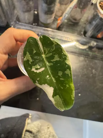 plant/🦄 super rare 🦄 alocasia dragons tooth pink variegata-6-thumbnail