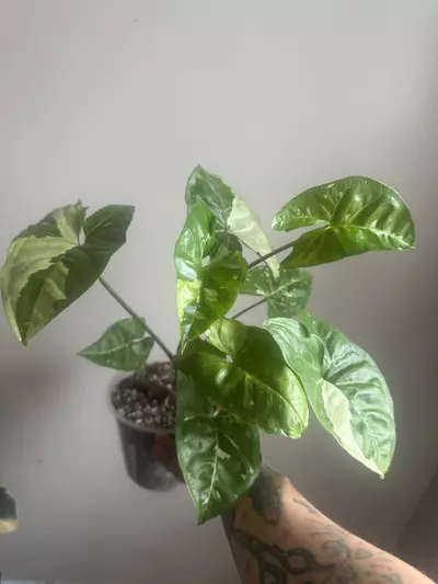 plant/Syngonium Panda Galaxy-0-thumbnail