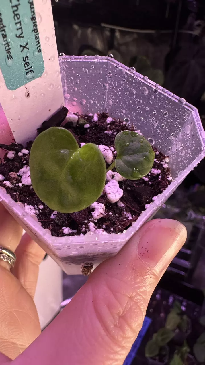 plant/Black Cherry x self - add on only!-0