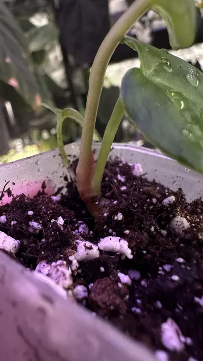 plant/Indo Dressleri X (Tezula Crystal x Carla Bess)-1-thumbnail