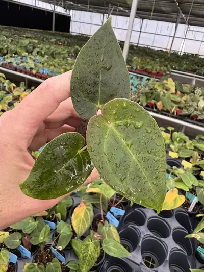 plant/Seed grown anrhurium Xone X green mamba starter plant growers choice-2-thumbnail