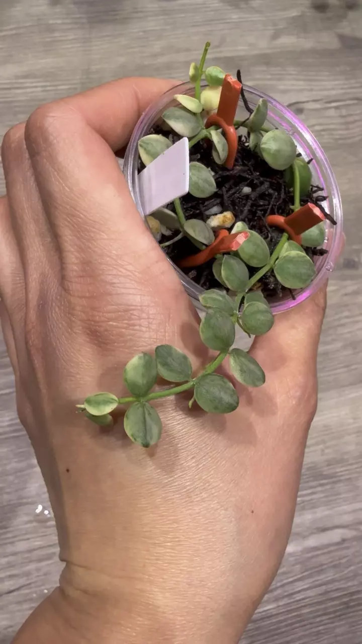 plant/Dischidia Nummularia variegated-1