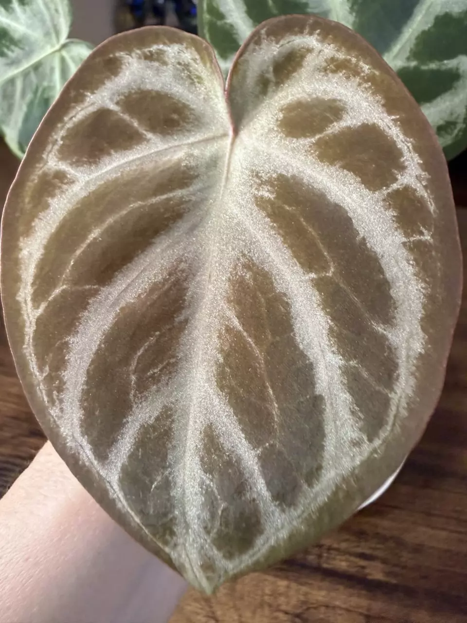 plant/A. Silver Hope #5-1