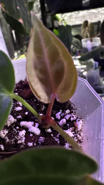 plant/(Crystal x mag) X (Papi Mag X BWM)-1-thumbnail