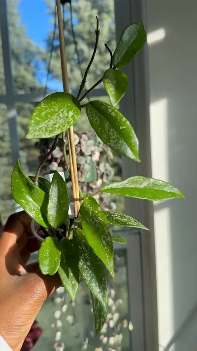 plant/Hoya Wilbur Graves 'China'-0-thumbnail