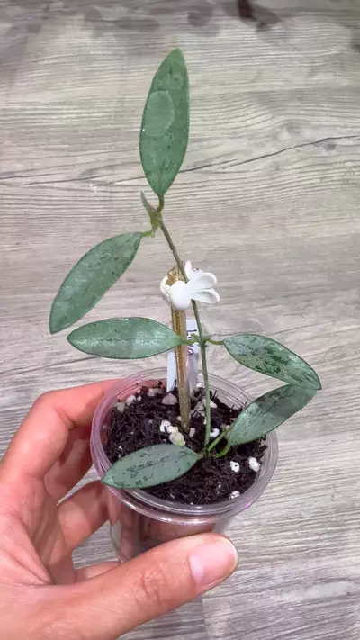 plant/Hoya Lima silver-1-thumbnail