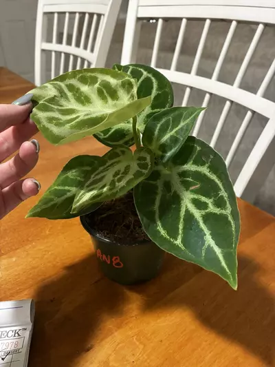 plant/Anthurium Dorayaki-2-thumbnail