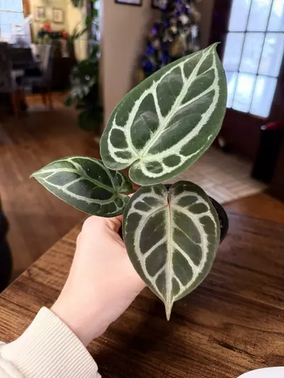 plant/A. KOS x RC #2-0-thumbnail