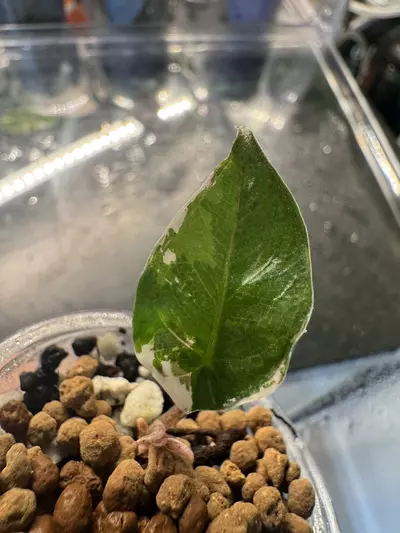 plant/🦄 super rare 🦄 alocasia blue metallic albo-5-thumbnail