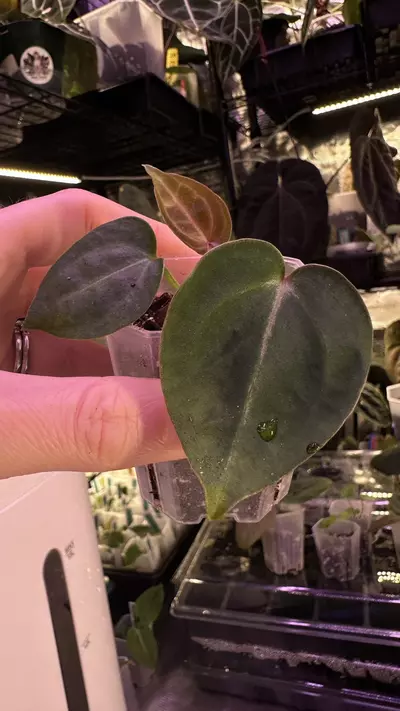 plant/(Crystal x mag) X (Papi Mag X BWM)-0-thumbnail