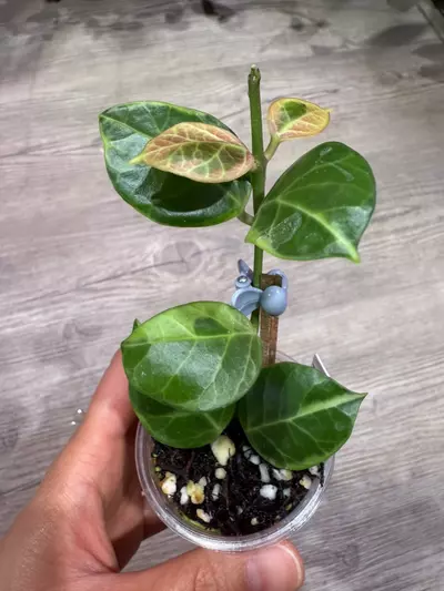 plant/Hoya Obscura albo-0-thumbnail
