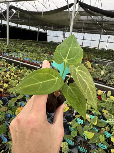 plant/Seed grown anthurium carlablackiae x legend starter plant growers choice-4-thumbnail