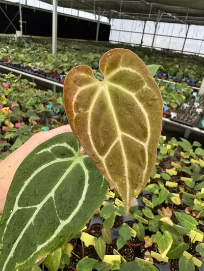plant/Seed grown anthurium Warocqueanum x (papillilaminum x crystallinum) starter plan-2-thumbnail
