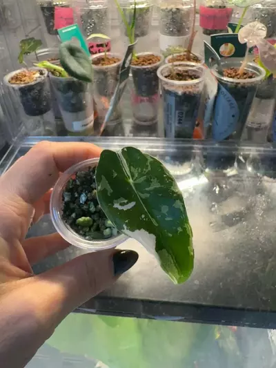 plant/🦄 super rare 🦄 alocasia dragons tooth pink variegata-7-thumbnail