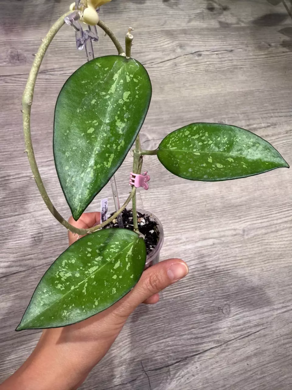 plant/Hoya Icensis splash-0