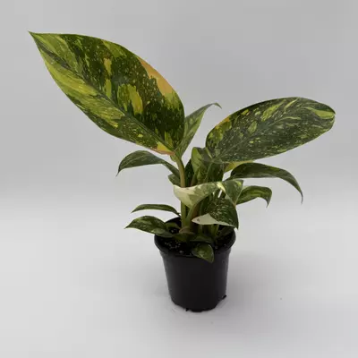 heat_pack/Rare Variegated philodendron Green Congo Nuclear 4" pot-3-thumbnail
