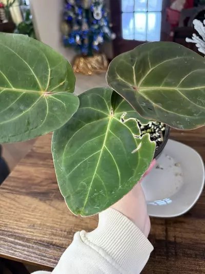 plant/A. Hoff x Dark Phoenix #7-3-thumbnail