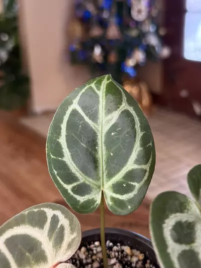 plant/A. KOS x RC #2-5-thumbnail