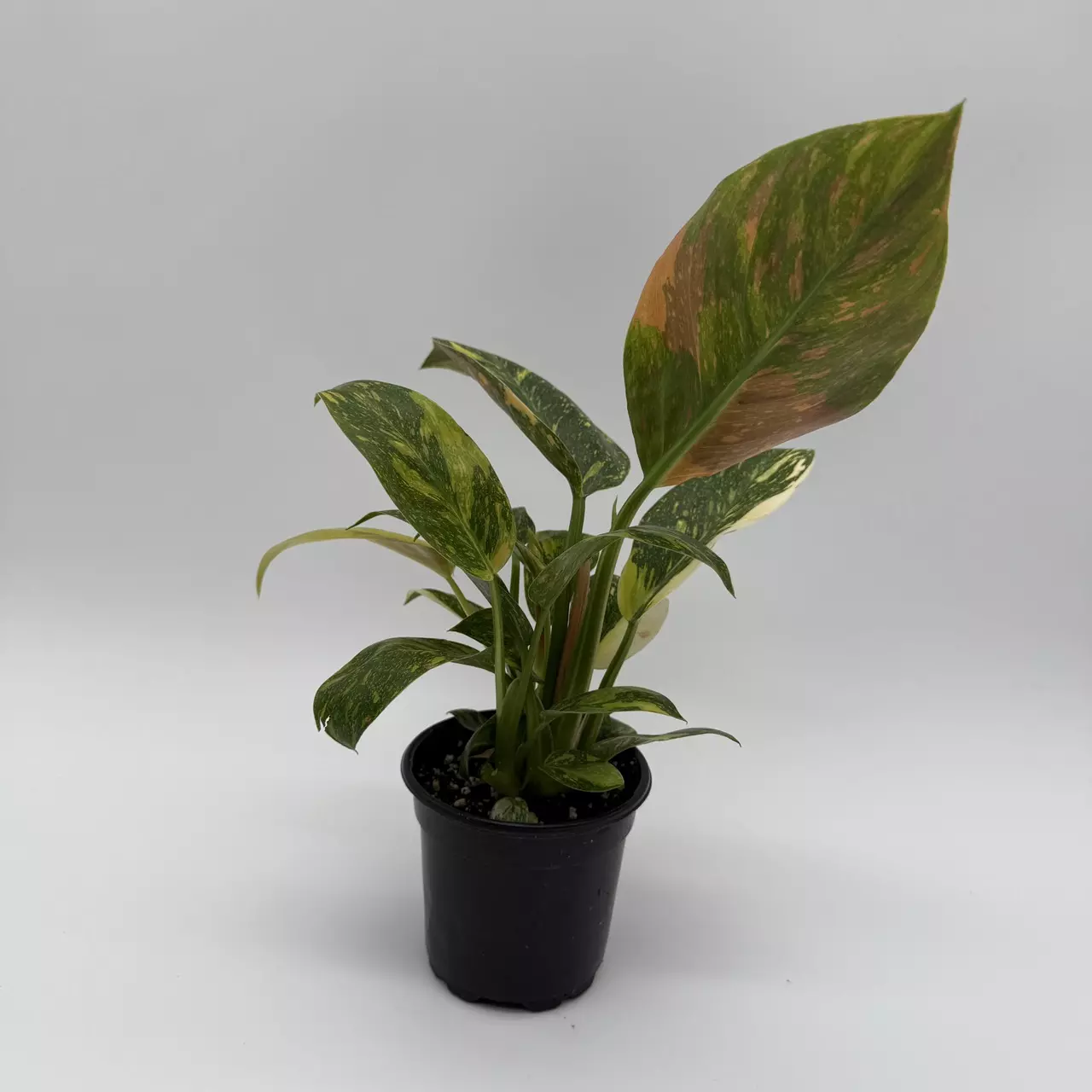 heat_pack/Rare Variegated philodendron Green Congo Nuclear 4" pot-4