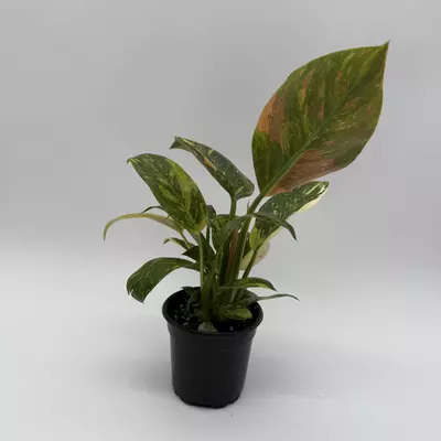 heat_pack/Rare Variegated philodendron Green Congo Nuclear 4" pot-4-thumbnail