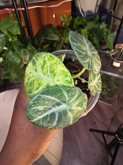 plant/Alocasia Ninja Aurea-0-thumbnail