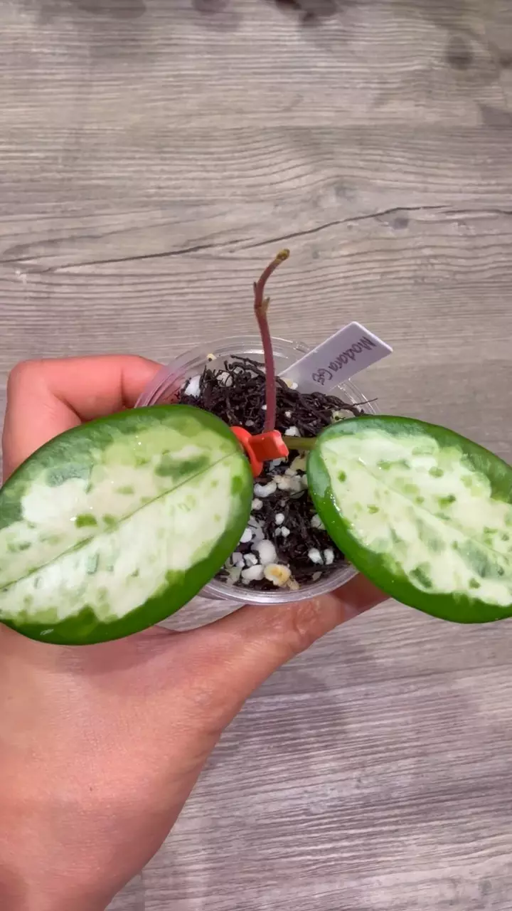 plant/Hoya Madara Green Edge-1