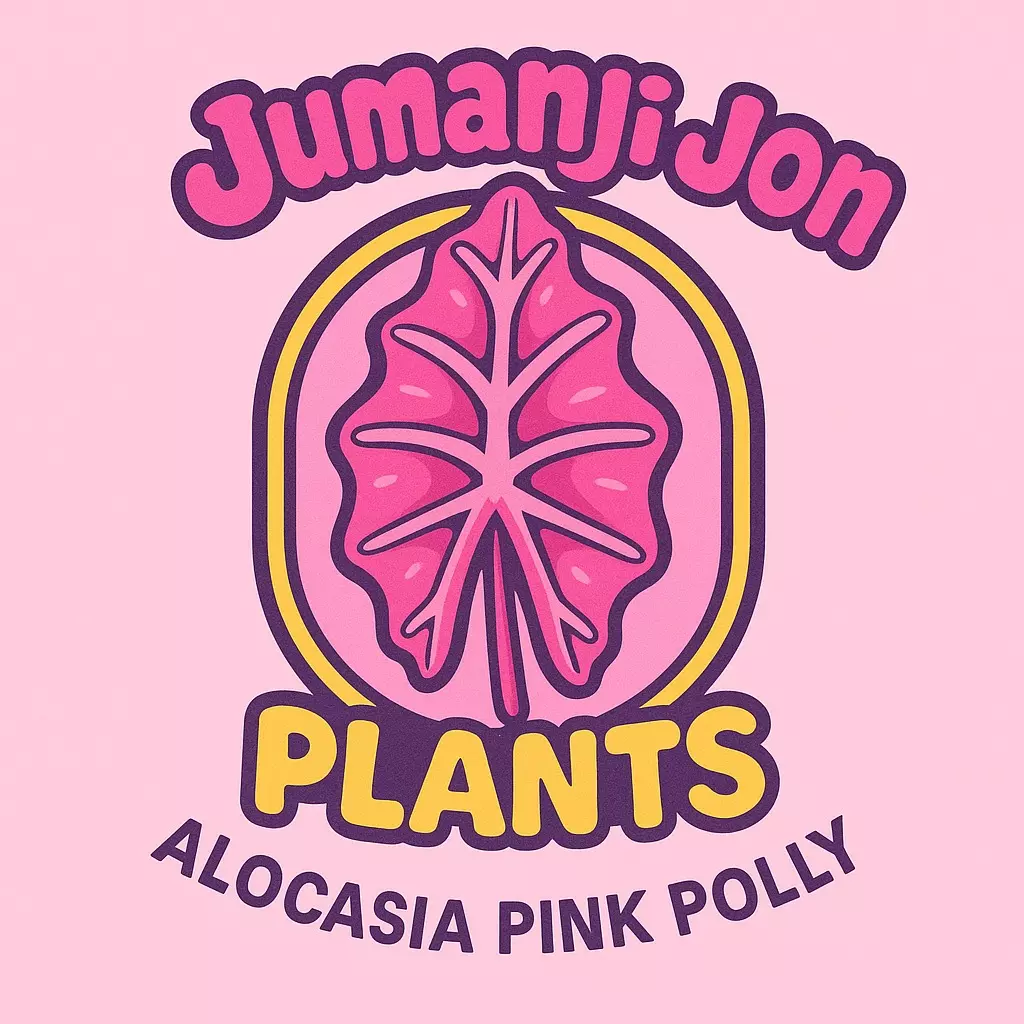 plant/5 Pack of Alocasia Pink Polly TC-0