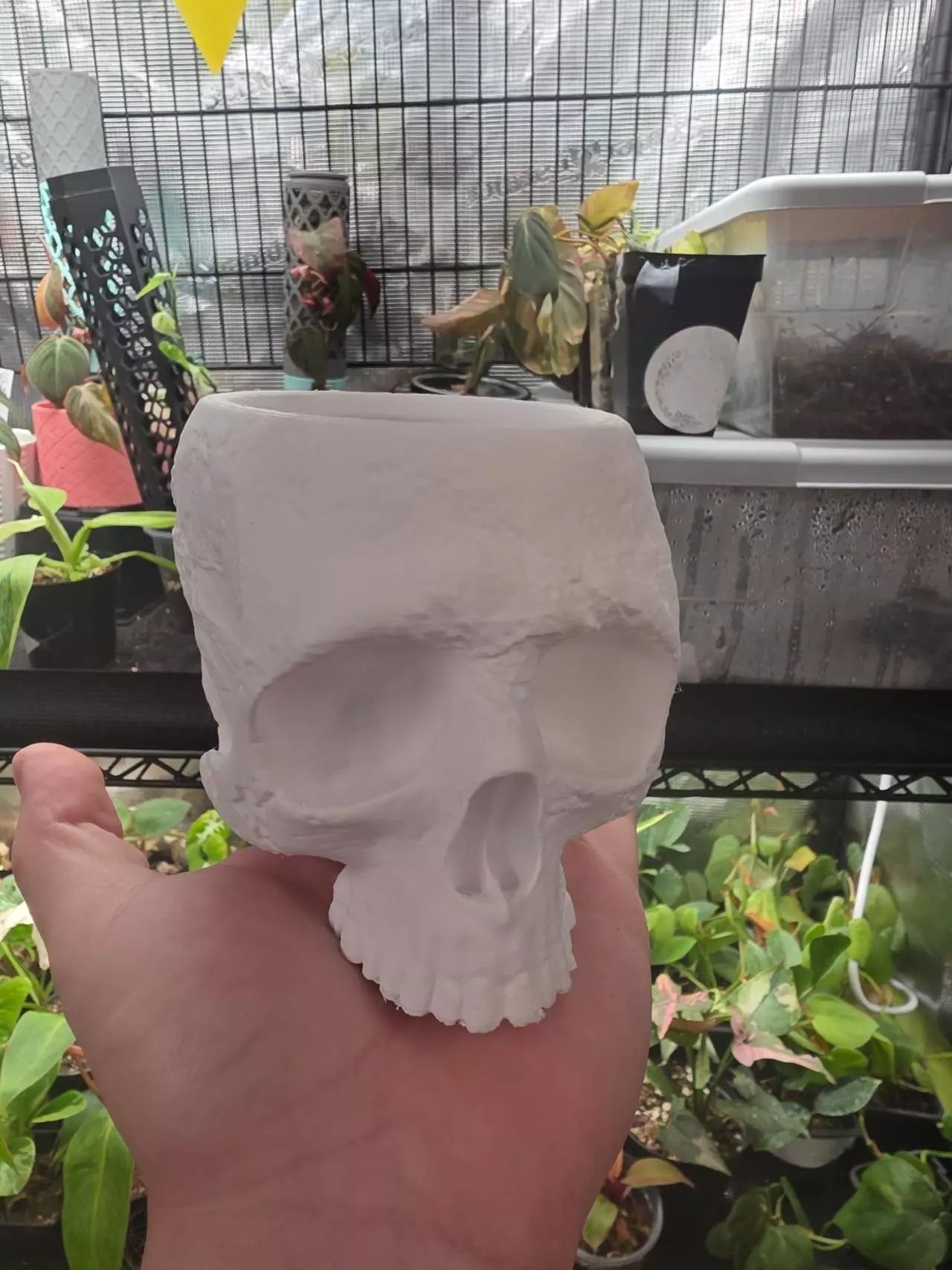 plant/Skull planter-0