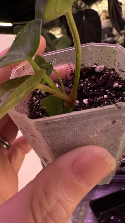 plant/(Crystal x mag) X (Papi Mag X BWM)-2-thumbnail