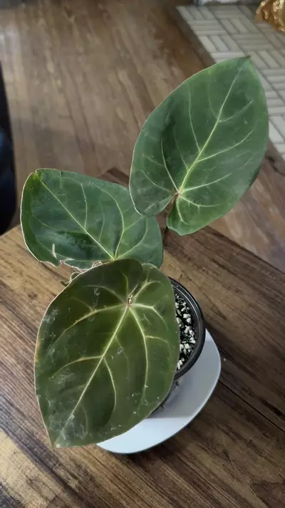 plant/A. Hoff x Dark Phoenix #7-4-thumbnail