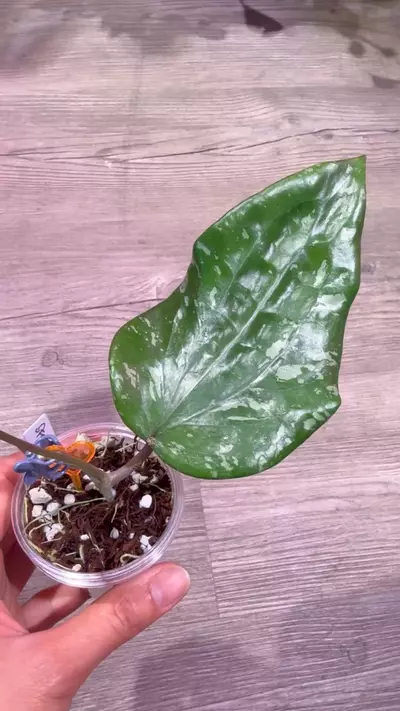 plant/Hoya SF004-1-thumbnail