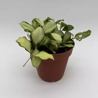 heat_pack/Hoya Heuschkeliana inner variegated 4" pot rare Hoya collectors Hoya-2-thumbnail