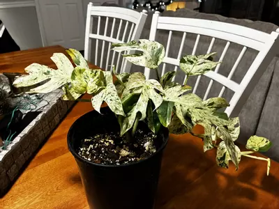 plant/Epipremnum Pinnatum Marble-2-thumbnail