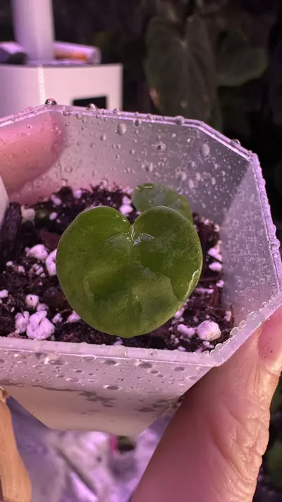 plant/Black Cherry x self - add on only!-1-thumbnail