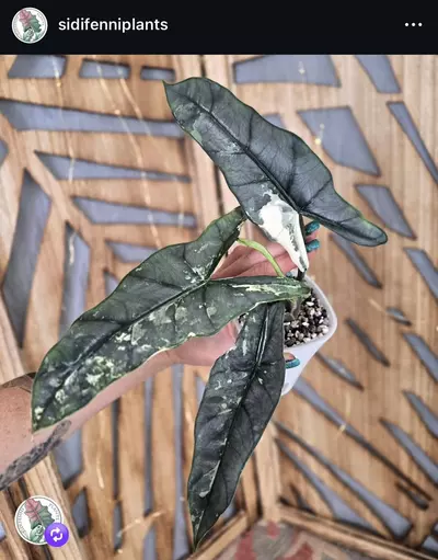 plant/🦄 super rare 🦄 alocasia blue metallic albo-7-thumbnail