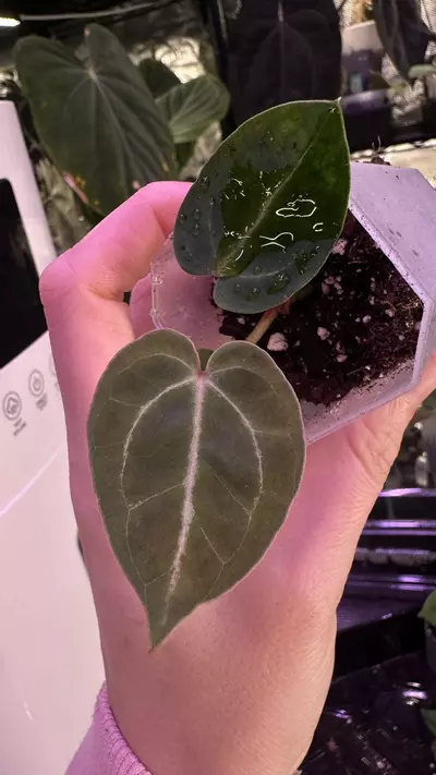 plant/(Crystal x mag) X (Papi Mag X BWM)-1-thumbnail