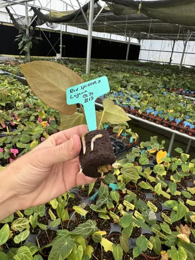 plant/Seed grown anrhurium red spider x legend starter plant growers choice-7-thumbnail