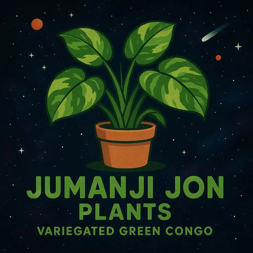 plant/Philodendron Variegated Green Congo Rooted Plugs-0