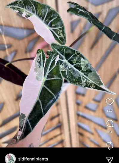 plant/🦄 super rare 🦄 alocasia dragons tooth pink variegata-8-thumbnail