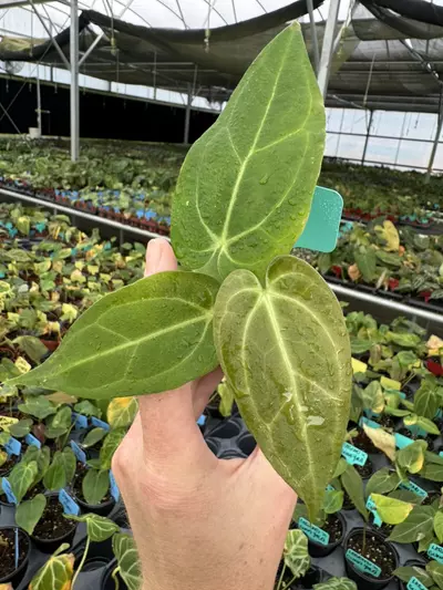 plant/Seed grown anthurium carlablackiae x legend starter plant growers choice-1-thumbnail