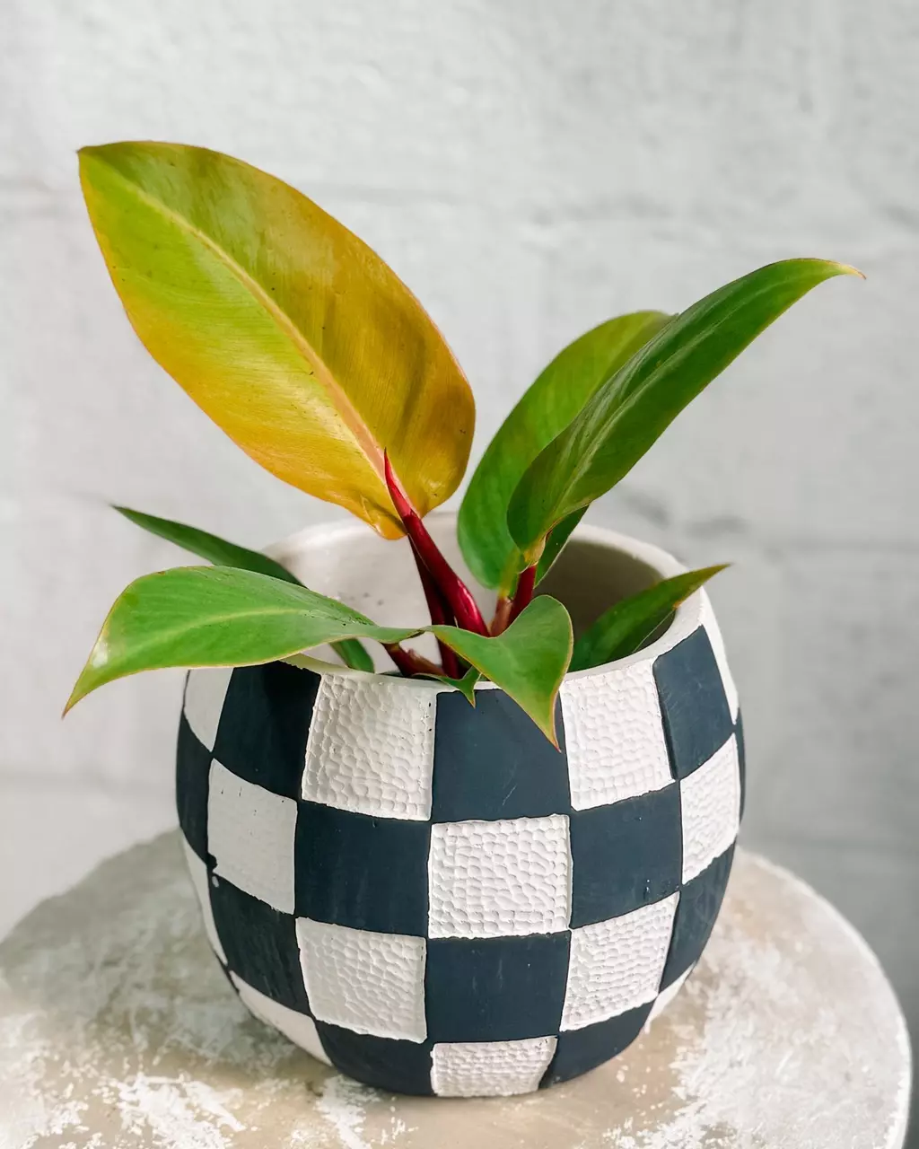 plant/Black & White Checkerboard Planter - 7”-0