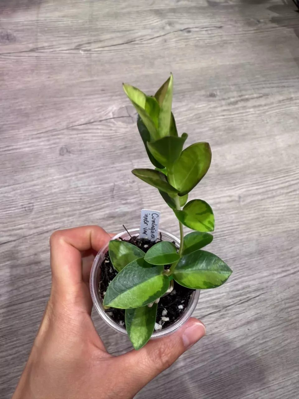 plant/Hoya Cumingiana inner variegated-0