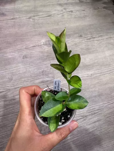plant/Hoya Cumingiana inner variegated-0-thumbnail