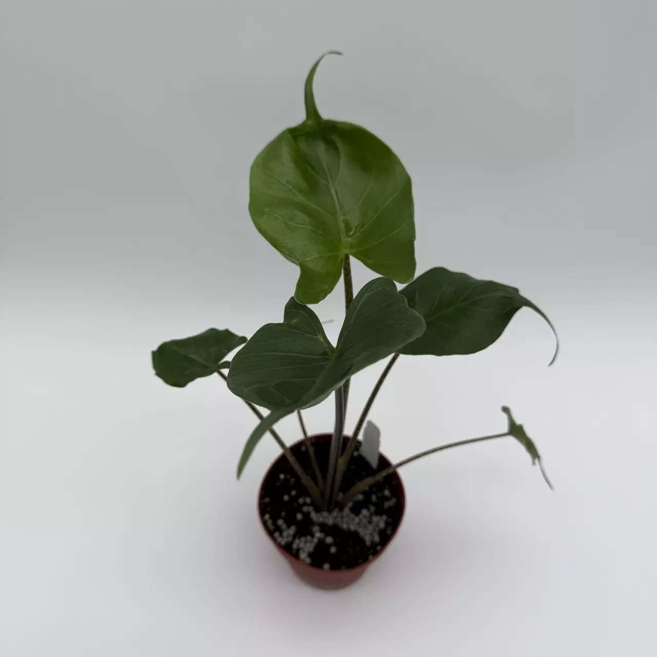 heat_pack/Alocasia Stingray 4” Pot House Plant with Unique Tropical Leaves for Beginners --0