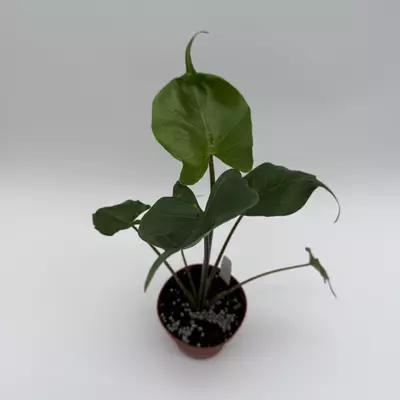 heat_pack/Alocasia Stingray 4” Pot House Plant with Unique Tropical Leaves for Beginners --0-thumbnail