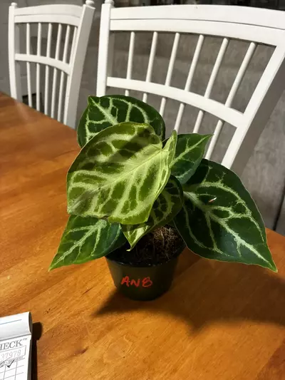 plant/Anthurium Dorayaki-0-thumbnail