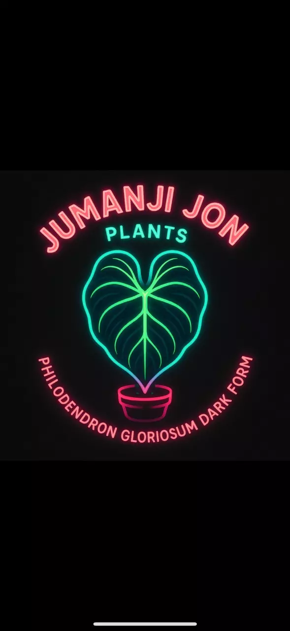 plant/10 Pack of Philodendron Gloriousum Dark Form TC-0